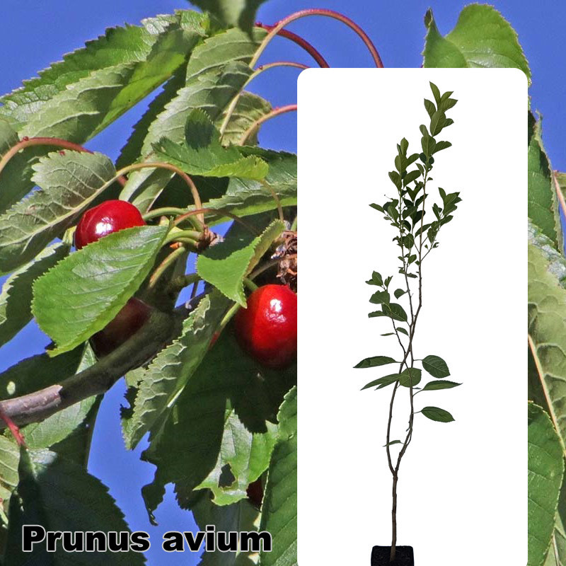 Prunus avium