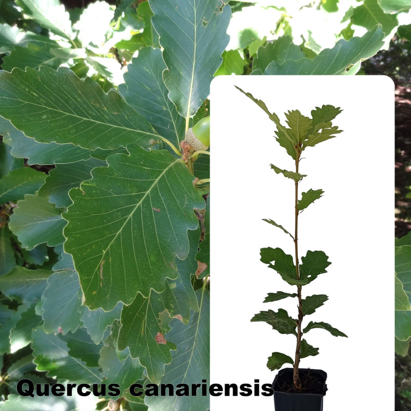 Quercus canariensis