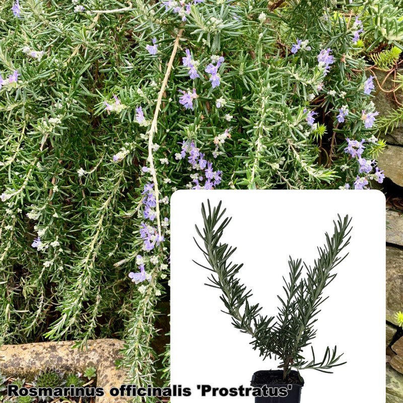 Rosmarinus officinalis 'Prostratus'