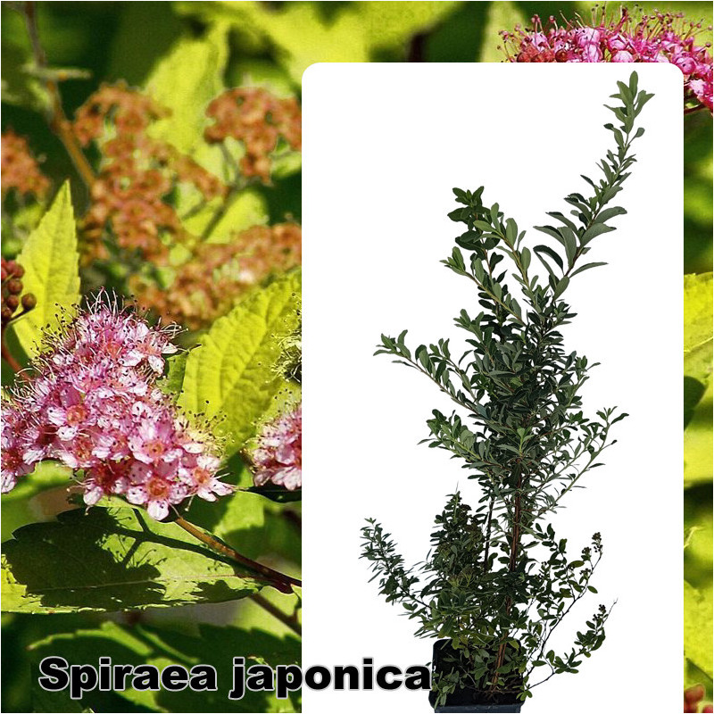 Spiraea japonica