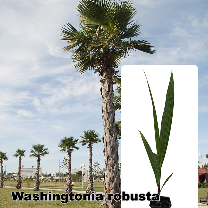 Washingtonia robusta