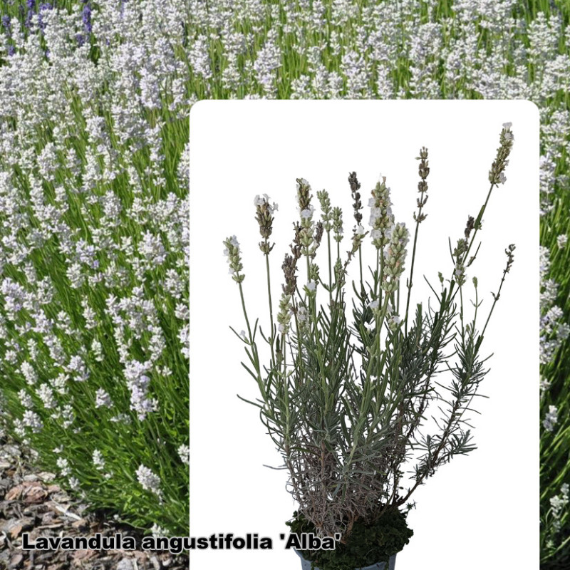 Lavandula angustifolia 'Alba'
