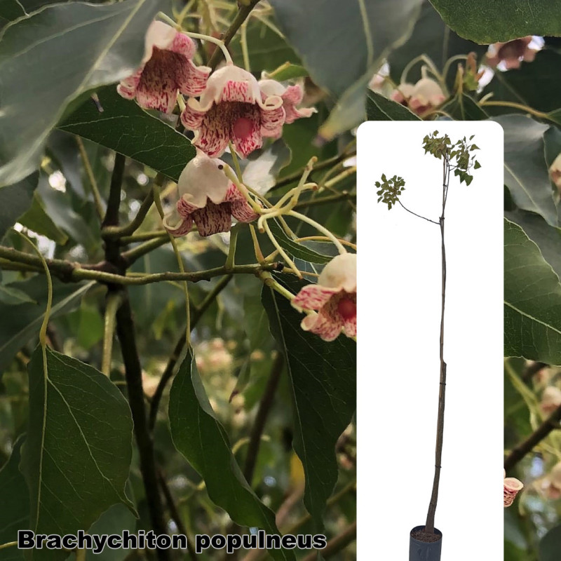 Brachychiton populneus