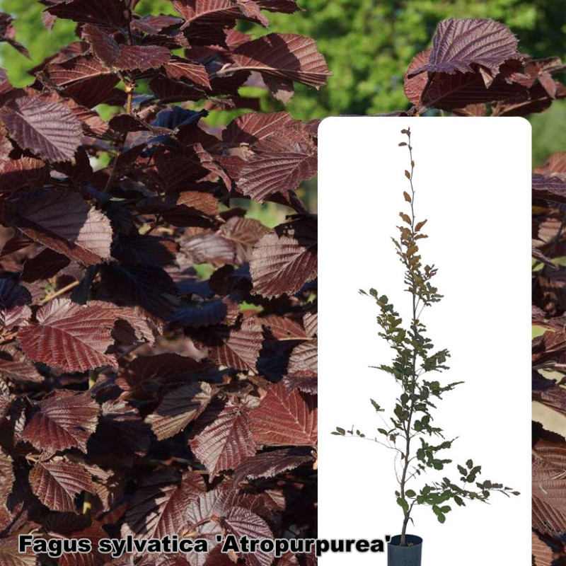 Fagus sylvatica 'Atropurpurea'