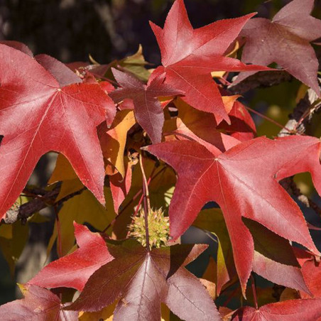 Liquidambar styraciflua