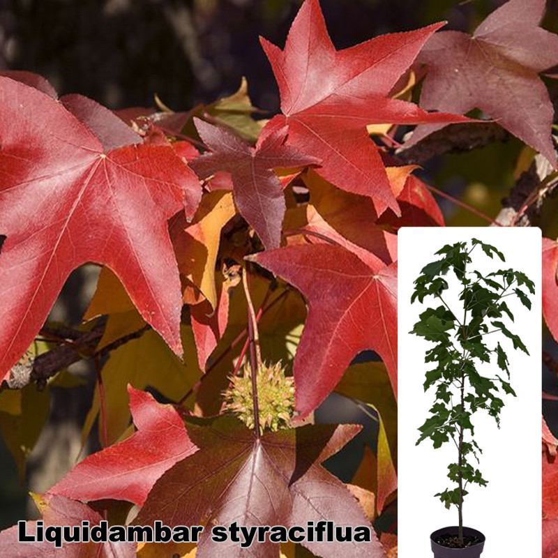 Liquidambar styraciflua