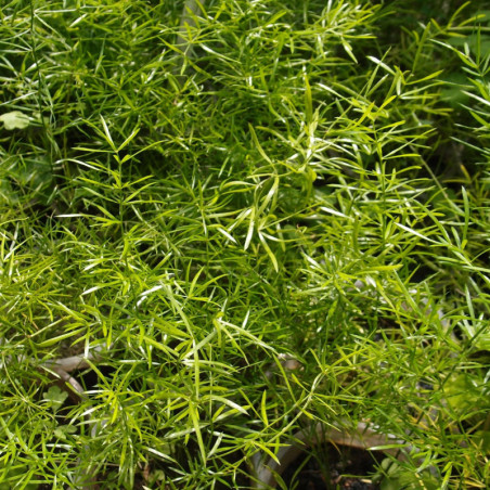 Asparagus densiflorus 'Sprengeri'