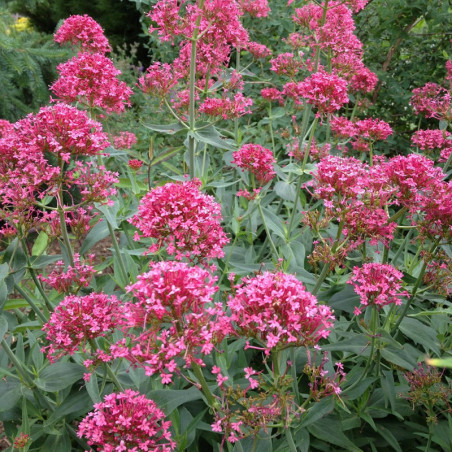 Centranthus ruber