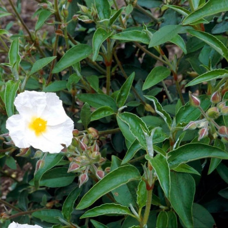 Cistus laurifolius