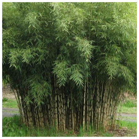 Fargesia rufa
