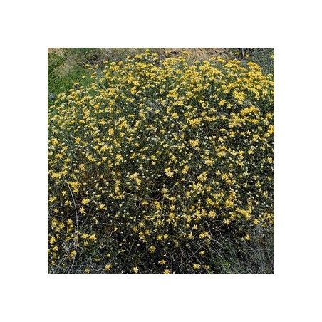 Genista umbellata