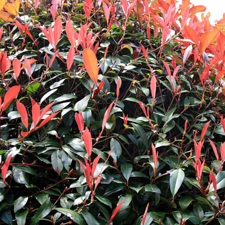 Photinia fraseri 'Red Robin'