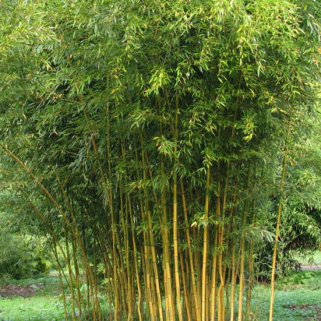 Phyllostachys aureosulcata 'Spectabilis'