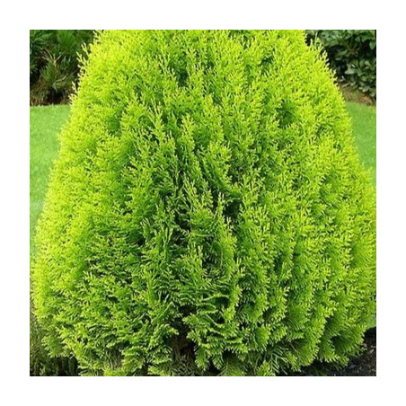 Thuja orientalis 'Aurea Nana'