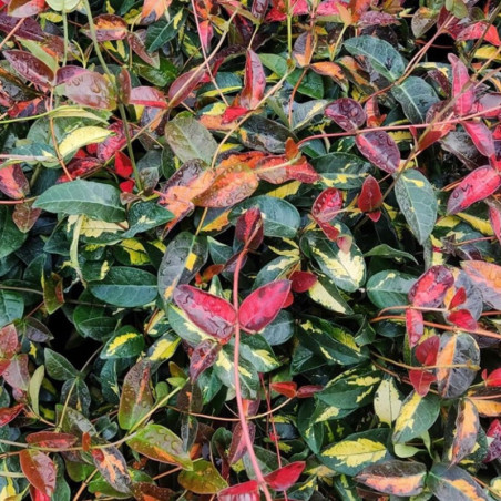 Trachelospermum asiaticum 'Variegata'
