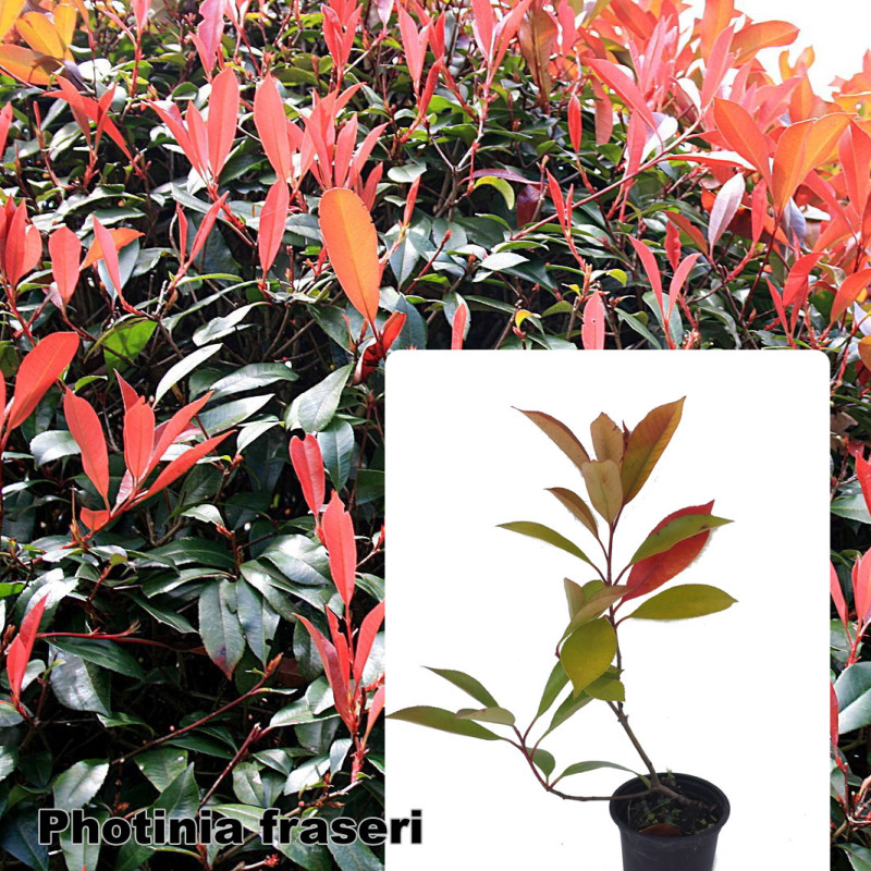 Photinia fraseri 'Red Robin'