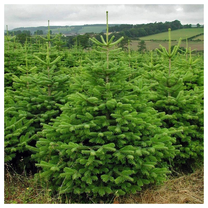 Abies Nordmanniana
