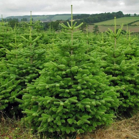 Abies nordmanniana