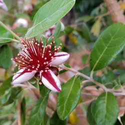 Acca sellowiana