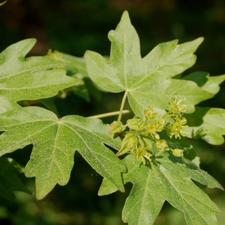 Acer campestre