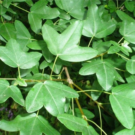 Acer monspessulanum
