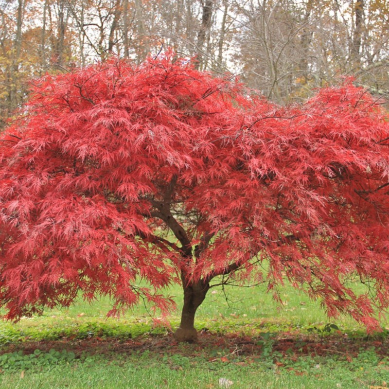 Acer palmatum 'Atropurpureum'