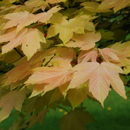 Acer pseudoplatanus