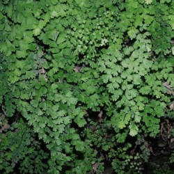 Adiantum capillus-veneris