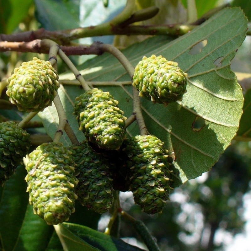 Alnus glutinosa