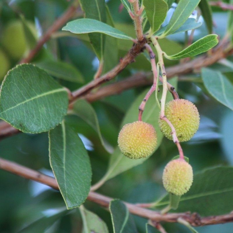 Arbutus Unedo arbutus-unedo