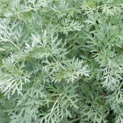 Artemisia absinthium