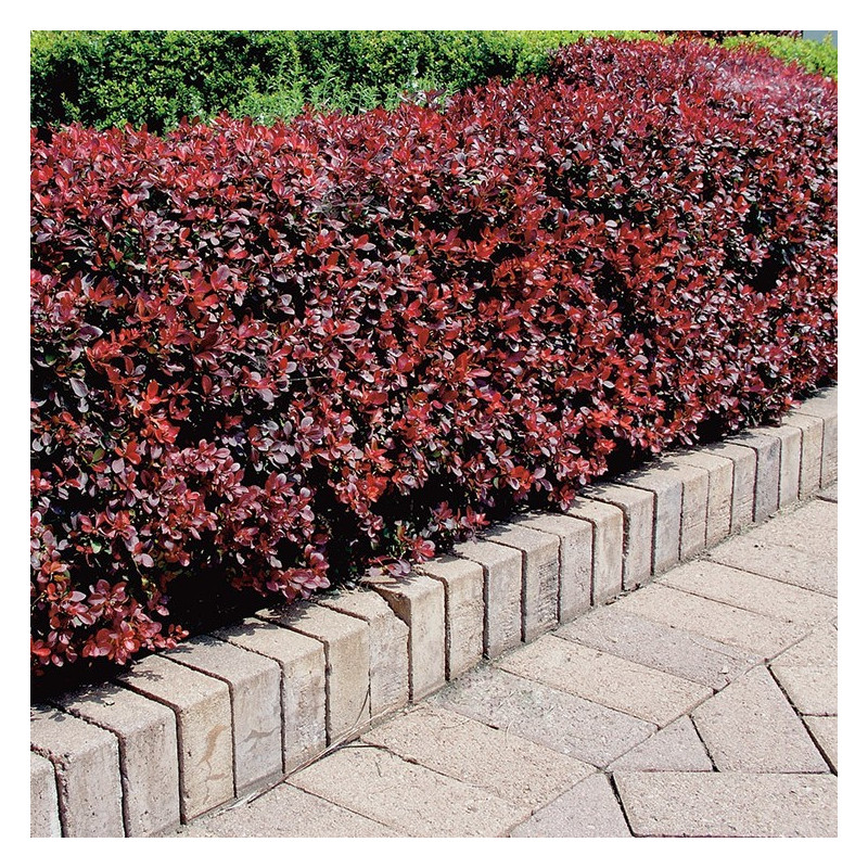 Berberis thunbergii 'Atropurpurea'