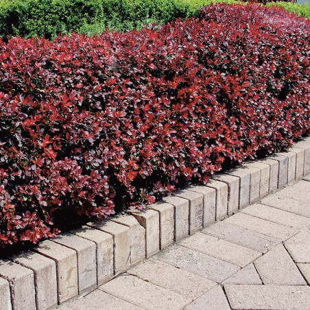 Berberis thumbergii 'Atropurpurea'
