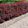 Berberis thunbergii 'Atropurpurea'