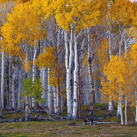 Betula pendula