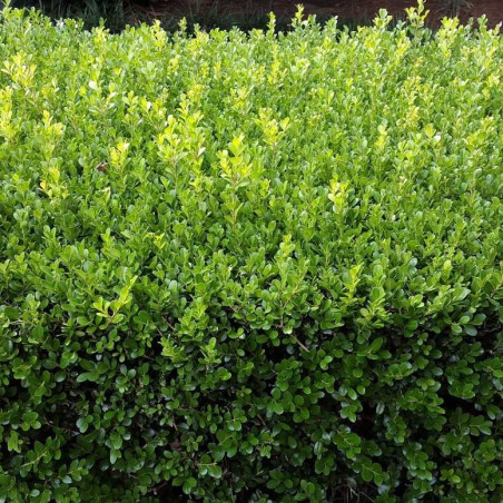 Buxus microphylla