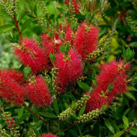 Callistemon laevis