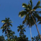 Palms and Bamboos