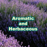 Aromatic and Herbaceous
