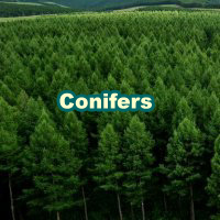 Conifers