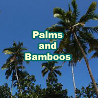 Palms and Bamboos