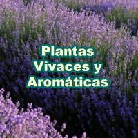 Plantas Vivaces y Aromáticas