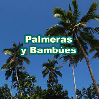Palmeras y Bambúes