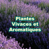 Plantes Vivaces et Aromatiques