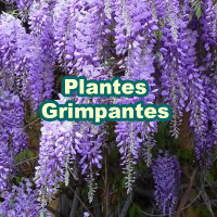 Plantes Grimpantes
