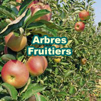 Arbres Fruitiers