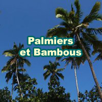 Bambous et Palmiers