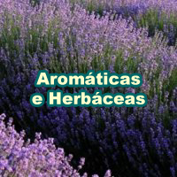 Aromáticas e Herbáceas