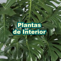 Plantas de Interior