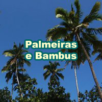 Palmeiras e Bambus